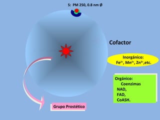 E: PM 100000, 7 nm Ø
S: PM 250, 0.8 nm Ø
Cofactor
Orgánico:
Coenzimas
NAD,
FAD,
CoASH.
Orgánico:
Coenzimas
NAD,
FAD,
CoASH.
Inorgánico:
Fe2+
, Mn2+
, Zn2+
,etc.
Grupo ProstéticoGrupo Prostético
 