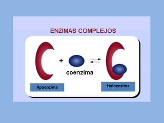 Apoenzima Holoenzima
 