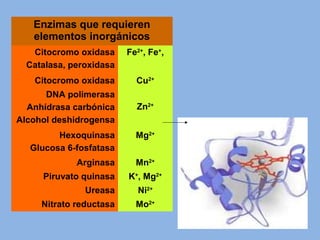 Enzimas que requieren
elementos inorgánicos
Citocromo oxidasa
Catalasa, peroxidasa
Fe2+
, Fe+
,
Citocromo oxidasa Cu2+
DNA polimerasa
Anhídrasa carbónica
Alcohol deshidrogensa
Zn2+
Hexoquinasa
Glucosa 6-fosfatasa
Mg2+
Arginasa Mn2+
Piruvato quinasa K+
, Mg2+
Ureasa Ni2+
Nitrato reductasa Mo2+
 