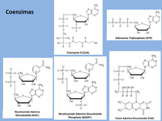 Adenosine Triphosphate (ATP)
Coenzyme A (CoA)
Flavin Adenine Dinucleotide (FAD)
Nicotinamide Adenine
Dinucleotide (NAD+
)
Nicotinamide Adenine Dinucleotide
Phosphate (NADP+
)
Coenzimas
 