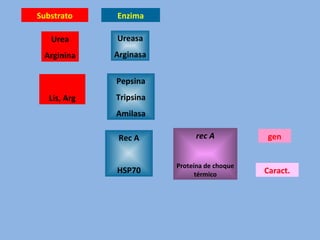 Urea
Arginina
Ureasa
Arginasa
Lis, Arg
Pepsina
Tripsina
Amilasa
EnzimaSubstrato
rec A
Proteína de choque
térmico
Rec A
HSP70
gen
Caract.
 