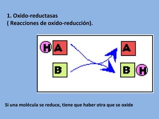 Si una molécula se reduce, tiene que haber otra que se oxide
1. Oxido-reductasas
( Reacciones de oxido-reducción).
 