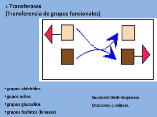 2. Transferasas
(Transferencia de grupos funcionales)
•grupos aldehídos
•gupos acilos
•grupos glucosilos
•grupos fosfatos (kinasas)
Succinato Deshidrogenasa
Citocromo c oxidasa.
 