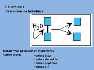 Transforman polímeros en monómeros.
Actúan sobre:
3. Hidrolasas
(Reacciones de hidrólisis)
•enlace éster
•enlace glucosídico
•enlace peptídico
•enlace C-N
 