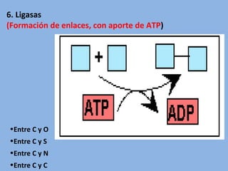 6. Ligasas
(Formación de enlaces, con aporte de ATP)
•Entre C y O
•Entre C y S
•Entre C y N
•Entre C y C
 