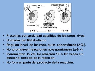 • Proteínas con actividad catalítica de los seres vivos.
• Unidades del Metabolismo
• Regulan la vel. de las reac. quím. espontáneas (∆G-).
• No promueven reacciones no-espontáneas (∆G +).
• Incrementan la Vel. De reacción 103
a 1012
veces sin
afectar el sentido de la reacción.
• No forman parte del producto de la reacción.
 