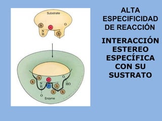 ALTA
ESPECIFICIDAD
DE REACCIÓN
INTERACCIÓN
ESTEREO
ESPECÍFICA
CON SU
SUSTRATO
 