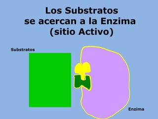Los Substratos
se acercan a la Enzima
(sitio Activo)
Enzima
Substratos
HO-
H-
 