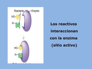 Los reactivos
interaccionan
con la enzima
(sitio activo)
 