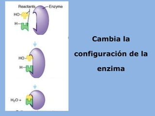 Cambia la
configuración de la
enzima
 