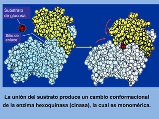 La unión del sustrato produce un cambio conformacional
de la enzima hexoquinasa (cinasa), la cual es monomérica.
Substrato
de glucosa
Sitio de
enlace
 