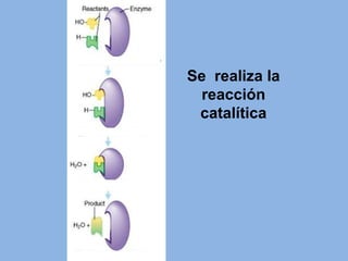 Se realiza la
reacción
catalítica
 