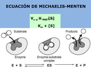 ECUACIÓN DE MICHAELIS-MENTEN
Vo = V max [S]
Km + [S]
 