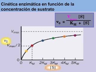 Cinética enzimática en función de la
concentración de sustrato
 