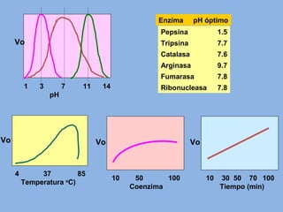 1 3 7 11 14
pH
Vo
Pepsina 1.5
Tripsina 7.7
Catalasa 7.6
Arginasa 9.7
Fumarasa 7.8
Ribonucleasa 7.8
Enzima pH óptimo
4 37 85
Temperatura o
C)
Vo
10 50 100
Coenzima
Vo
10 30 50 70 100
Tiempo (min)
Vo
 