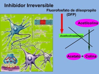 Inhibidor Irreversible
Fluorofosfato de diisopropilo
(DFP)
Acetilcolinesterasa
Acetilcolina
Acetato + Colina
Fluorofosfato de diisopropilo
(DFP)
 