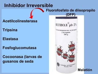 Inhibidor Irreversible
Malatión
Acetilcolinesterasa
Tripsina
Elastasa
Fosfoglucomutasa
Cocoonasa (larvas de
gusanos de seda
Fluorofosfato de diisopropilo
(DFP)
 