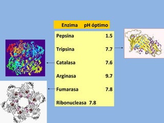 Pepsina 1.5
Tripsina 7.7
Catalasa 7.6
Arginasa 9.7
Fumarasa 7.8
Ribonucleasa 7.8
Enzima pH óptimo
 