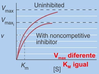 Vmax diferente
KM igual
 