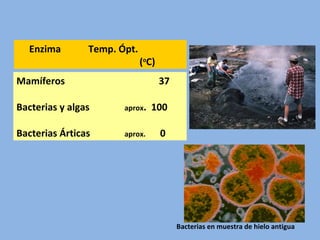 Mamíferos 37
Bacterias y algas aprox. 100
Bacterias Árticas aprox. 0
Enzima Temp. Ópt.
(o
C)
Bacterias en muestra de hielo antigua
 