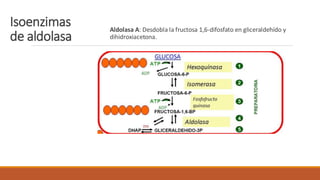 ENZIMAS DE INTERES CLINICO. Las habilida | PDF