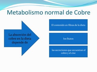 Metabolismo normal de Cobre
El contenido en fibras de la dieta

La absorción del
cobre en la dieta
depende de

los fitatos

las secreciones que secuestran el
cobre y el cinc

 