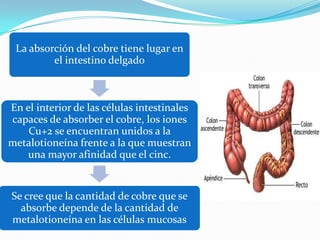 La absorción del cobre tiene lugar en
el intestino delgado

En el interior de las células intestinales
capaces de absorber el cobre, los iones
Cu+2 se encuentran unidos a la
metalotioneína frente a la que muestran
una mayor afinidad que el cinc.

Se cree que la cantidad de cobre que se
absorbe depende de la cantidad de
metalotioneína en las células mucosas

 