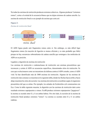 No todas las enzimas de restricción producen extremos cohesivos. Algunas producen "extremos
romos", cortes a la mitad de la secuencia blanco que no dejan extremos de cadena sencilla. La
enzima de restricción SmaI es un ejemplo de enzima que corta así:
Figura 3:
Enzima de restricción SmaI
El ADN ligasa puede unir fragmentos romos entre sí. Sin embargo, es más difícil ligar
fragmentos romos (la reacción de ligación es menos eficiente y es más probable que falle)
porque no hay secuencias sobresalientes de cadena sencilla que sostengan a las moléculas de
ADN en su posición.
Ligadura y digestión de enzimas de restricción
Las enzimas de restricción o endonucleasas de restricción son enzimas procarióticas que
reconocen y cortan el ADN en secuencias específicas, denominadas sitios de restricción. Se
cree que evolucionaron como un mecanismo de defensa contra el ADN extraño, como el ADN
viral. Se han identificado más de 3000 enzimas de restricción. Algunas de las enzimas de
restricción más comunes se muestran en la siguiente tabla, donde las flechas hacia arriba y hacia
abajo muestran los sitios de escisión. Las enzimas de restricción se nombran según el organismo
procariótico del que se aíslan. Por ejemplo, los aislados de Escherichia coli comenzarían con
Eco. Como la tabla siguiente muestra, la digestión con las enzimas de restricción dará como
resultado extremos superpuestos o romos. EcoRI produce extremos superpuestos "pegajosos":
la enzima se escinde entre G y A en ambas hebras. Por otro lado, la escisión de la enzima de
restricción SmaI produce extremos "romos". La enzima se escinde entre G y C en ambas
cadenas.
 