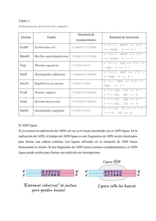 Tabla 1:
Endonucleasas de restricción comunes
Enzima Fuente
Secuencia de
reconocimiento
Resumen de restricción
EcoRI Escherichia coli 5'GAATTC3'CTTAAG
5 '--- G ↓ AATTC --- 3'3'
--- CTTAA ↑ G --- 5 '
BamHI Bacillus amyloliquefaciens 5'GGATCC3'CCTAGG
5 '--- G ↓ GATCC --- 3'3'
--- CCTAG ↑ G --- 5 '
TaqI Thermus aquaticus 5'TCGA3'AGCT
5 '--- T ↓ CGA --- 3'3' --
- AGC ↑ T --- 5 '
HinfI Haemophilus influenzae 5'GANTCA3'CTNAGT
5 '--- G ↓ ANTC --- 3'3' -
-- CTNA ↑ G --- 5 '
Sau3A Staphylococcus aureus 5'GATC3'CTAG
5 '--- ↓ GATC --- 3'3' ---
CTAG ↑ --- 5 '
PvuII Proteus vulgaris 5'CAGCTG3'GTCGAC
5 '--- CAG ↓ CTG --- 3' *
3 '--- GTC ↑ GAC --- 5'
SmaI Serratia marcescens 5'CCCGGG3'GGGCCC
5 '--- CCC ↓ GGG --- 3' *
3 '--- GGG ↑ CCC --- 5'
HaeIII Haemophilus aegyptius 5'GGCC3'CCGG
5 '--- GG ↓ CC --- 3' * 3
'--- CC ↑ GG --- 5'
El ADN ligasa
Si ya conoces la replicación del ADN, tal vez ya te hayas encontrado con el ADN ligasa. En la
replicación del ADN, el trabajo del ADN ligasa es unir fragmentos de ADN recién sintetizados
para formar una cadena continua. Las ligasas utilizadas en la clonación de ADN hacen
básicamente lo mismo. Si dos fragmentos de ADN tienen extremos complementarios, el ADN
ligasa puede unirlos para formar una molécula sin interrupciones.
 