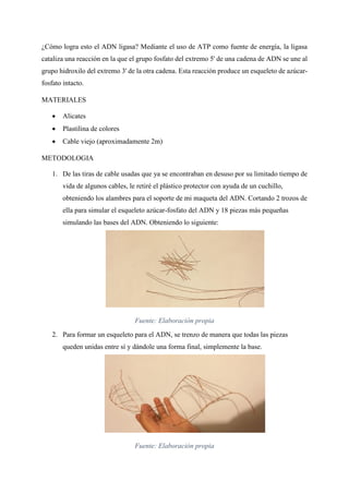 ¿Cómo logra esto el ADN ligasa? Mediante el uso de ATP como fuente de energía, la ligasa
cataliza una reacción en la que el grupo fosfato del extremo 5' de una cadena de ADN se une al
grupo hidroxilo del extremo 3' de la otra cadena. Esta reacción produce un esqueleto de azúcar-
fosfato intacto.
MATERIALES
 Alicates
 Plastilina de colores
 Cable viejo (aproximadamente 2m)
METODOLOGIA
1. De las tiras de cable usadas que ya se encontraban en desuso por su limitado tiempo de
vida de algunos cables, le retiré el plástico protector con ayuda de un cuchillo,
obteniendo los alambres para el soporte de mi maqueta del ADN. Cortando 2 trozos de
ella para simular el esqueleto azúcar-fosfato del ADN y 18 piezas más pequeñas
simulando las bases del ADN. Obteniendo lo siguiente:
Fuente: Elaboración propia
2. Para formar un esqueleto para el ADN, se trenzo de manera que todas las piezas
queden unidas entre sí y dándole una forma final, simplemente la base.
Fuente: Elaboración propia
 
