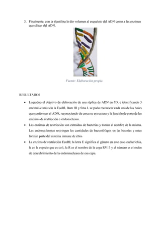 3. Finalmente, con la plastilina le dio volumen al esqueleto del ADN como a las enzimas
que clivan del ADN.
Fuente: Elaboración propia
RESULTADOS
 Logradno el objetivo de elaboración de una réplica de ADN en 3D, e identificando 3
enzimas como son la EcoRI, Bam HI y Sma I, se pudo reconocer cada una de las bases
que conforman el ADN, reconociendo de cerca su estructura y la función de corte de las
enzimas de restricción o endonucleasa.
 Las enzimas de restricción son extraídas de bacterias y toman el nombre de la misma.
Las endonuclesosas restringen las cantidades de bacteriófagos en las baterías y estas
forman parte del sistema inmune de ellos
 La enzima de restricción EcoRI; la letra E significa el género en este caso escherichia,
la co la especie que es coli, la R es el nombre de la cepa RV13 y el número es el orden
de descubrimiento de la endonnucleasa de esa cepa.
 