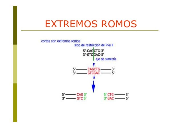 Ezimba de restriccion pdf to word