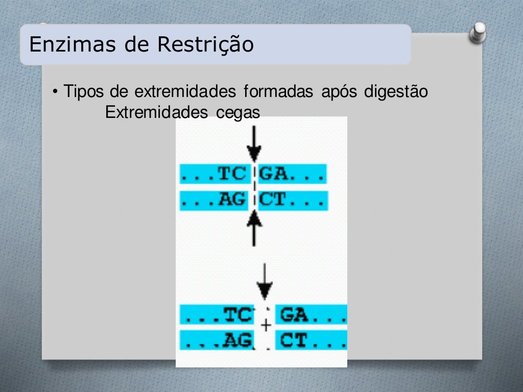 O Que São Enzimas De Restrição - FDPLEARN