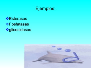 Ejemplos: Esterasas Fosfatasas glicosidasas 