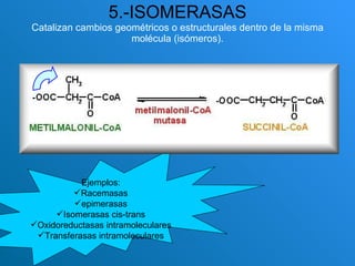 5.-ISOMERASAS Catalizan cambios geométricos o estructurales dentro de la misma molécula (isómeros). Ejemplos: Racemasas epimerasas Isomerasas cis-trans Oxidoreductasas intramoleculares Transferasas intramoleculares 