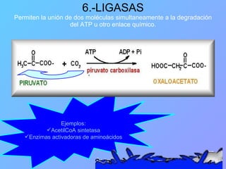 6.-LIGASAS Permiten la unión de dos moléculas simultaneamente a la degradación del ATP u otro enlace químico. Ejemplos: AcetilCoA sintetasa Enzimas activadoras de aminoácidos 