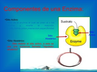 Componentes de una Enzima: Sitio Alostérico:  S itio distinto al sitio activo, a este se une una sustancia llamada " regulador alostérico "  Sitio Activo:   Sitio de la enzima al cual se unen el o los sustratos y ocurre la reacción.(tamaño,forma,union,interaccion,especificidad). Sitio  Alostérico Sitio  Activo 
