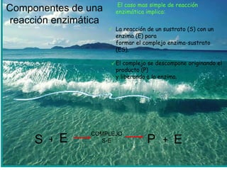 El caso mas simple de reacción enzimática implica: La reacción de un sustrato (S) con un enzima (E) para formar el complejo enzima-sustrato (ES). El complejo se descompone originando el producto (P) y liberando a la enzima. E P COMPLEJO S-E S E + +   Componentes de una reacción enzimática 