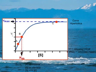 Vi = velocidad inicial Vmax = velocidad máxima Curva  Hiperbólica En V i :  [P] es mínima [S] es elevada [S] >>> [E] V i A B C 