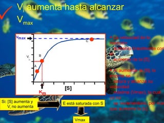 Vi = velocidad inicial Vmax = velocidad máxima Curva  Hiperbólica En V i :  [P] es mínima [S] es elevada [S] >>> [E] La velocidad de la reacción  aumenta linealmente con el  aumento de la [S].  Al aumentar la [S], la enzima se  satura y alcanza su velocidad  máxima (Vmax), la cual ya no  se incrementará, por más que aumente la [s]. V i  aumenta hasta alcanzar V max  Si:  [S] aumenta y V i  no aumenta E está saturada con S Vmax V i A B C V i A B C 
