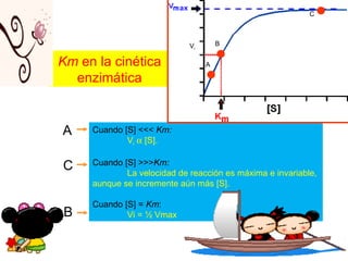 A C B Cuando  [S] <<<  Km: V i      [S]. Cuando [S] >>> Km: La velocidad de reacción es máxima  e invariable, aunque se incremente aún más [S]. Cuando  [S] =  Km : Vi = ½ Vmax Km  en la cinética enzimática V i A B C 