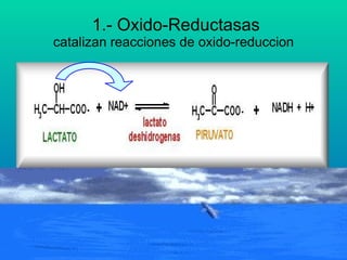 1.- Oxido-Reductasas catalizan reacciones de oxido-reduccion 