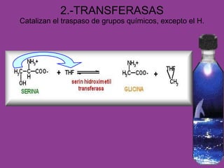 2.-TRANSFERASAS Catalizan el traspaso de grupos químicos, excepto el H. 