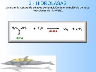 3.- HIDROLASAS catalizan la ruptura de enlaces por la adición de una molécula de agua (reacciones de hidrólisis). 