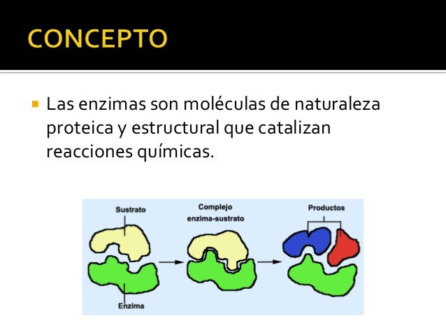 Enzimas