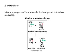 2. Transferases
São enzimas que catalisam a transferência de grupos entre duas
moléculas.
Alanina amino transferase
 