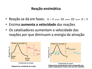 Reação enzimática
• Reação se dá em fases:
• Enzima aumenta a velocidade das reações
• Os catalisadores aumentam a velocidade das
reações por que diminuem a energia de ativação
 