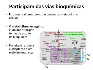 Participam das vias bioquímicas
• Enzimas realizam o controle preciso do metabolismo
celular
• O metabolismo energético
é um dos principais
temas de estudo
da bioquímica
• Permitem resposta
e adaptação a um
meio em mudança
 