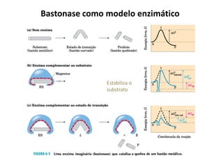 Bastonase como modelo enzimático
Estabiliza o
substrato
 