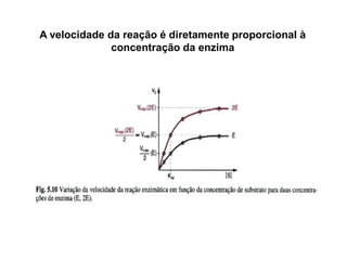 A velocidade da reação é diretamente proporcional à
concentração da enzima
 